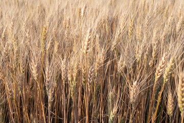 Close-up of golden ears of ripe wheat in farmland at sunset in summer
