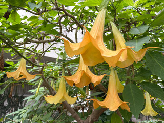 Flower of Angels trumpet (lat.- Brugmansia arborea)