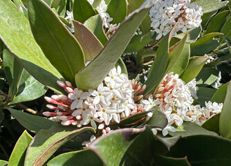 Spring blossom Bushmans poison (lat.- Acokantera oppositifolia)