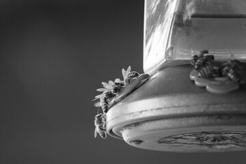 Bees on hummingbird feeder closeup in black and white.