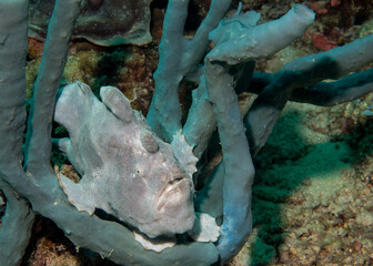 Frogfish hiding in coral