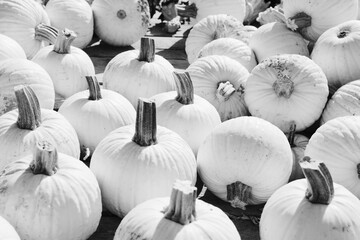 Pumpkins as a group for fall season background in black and white.