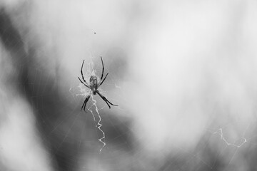 female Argiope aurantia in web closeup in black and white