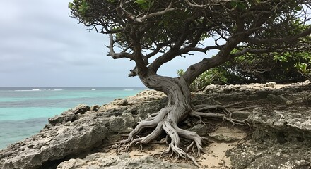 Fototapeta premium The Survivor: A Wabi-Sabi Portrait of a Setigi Tree on Karimunjawa's Coast