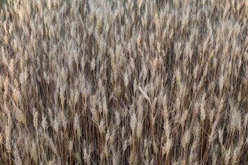 Close-up of golden ears of ripe wheat in farmland at sunset in summer