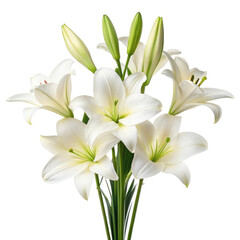 white lily isolated on white background