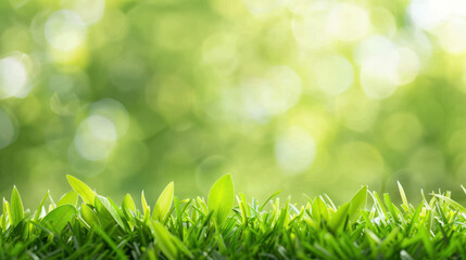A lush green field with a few leaves on the grass