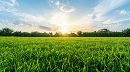 A field of grass with a bright sun in the sky