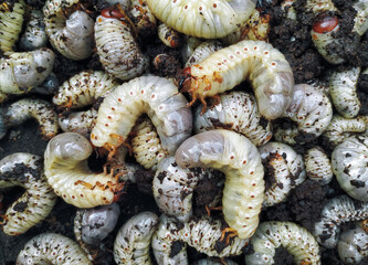 Many white larvae of the cockchafer lie on the black earth close up. Tom view. The concept of...