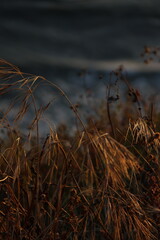 Fototapeta premium Golden sunset over Palos Verdes Cliffs with waves, rocky shores, wild grasses, and dramatic silhouettes capturing California’s rugged coastal beauty and peaceful ocean horizon.