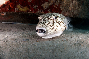 Pufferfish with Cleaner shrimp on it © Steve