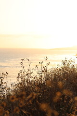 Golden sunset over Palos Verdes Cliffs with waves, rocky shores, wild grasses, and dramatic...