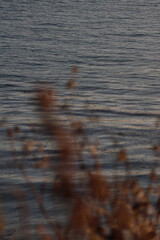 Golden sunset over Palos Verdes Cliffs with waves, rocky shores, wild grasses, and dramatic...