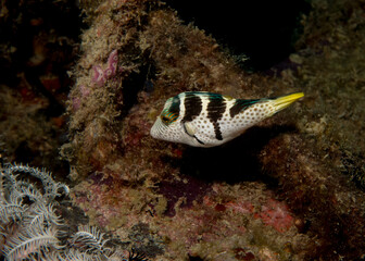 Valentin's Shortnose Pufferfish 