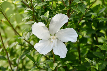 Obraz premium ムクゲ「白祇園守」 White Gionmamori Hibiscus 