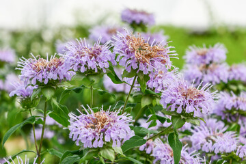 タイマツバナ「ローズセンテッド」Rose-Scented Monarda