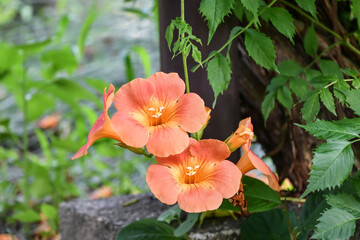 ノウゼンカズラ　Chinese trumpet vine