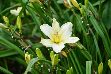 ヘメロカリス「ホワイトフォーマル」　Daylily 'White Formal'