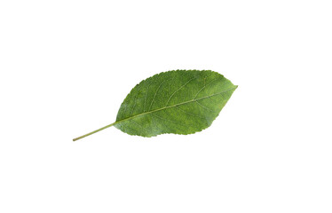 One green apple tree leaf isolated on white