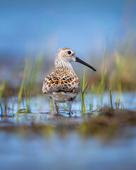 Dunlin