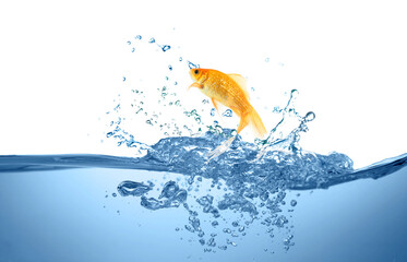 Beautiful bright goldfish jumping out of water on white background