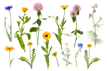 Wildflowers on white background, set. Different blooming plants