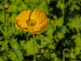 Bright Yellow Poppy Green Background