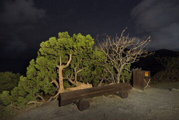 Russia, Novy Svet. Bizarre curves of relict juniper trees on the night cliffs of the Black Sea at...