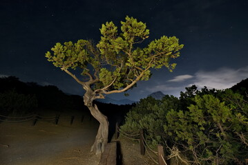 Russia, Novy Svet. Bizarre curves of relict juniper trees on the night cliffs of the Black Sea at...