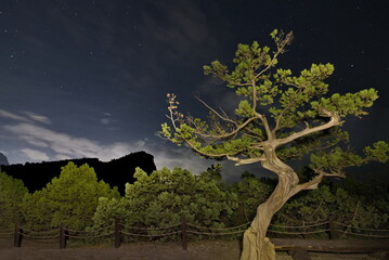 Russia, Novy Svet. Bizarre curves of relict juniper trees on the night cliffs of the Black Sea at...