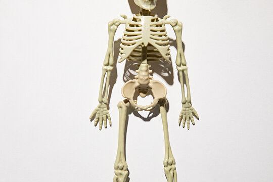 Plastic skeleton on a white background, perfect for Halloween or medical projects.