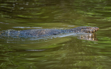 Large Asian water monitor lizard swimming in green river water