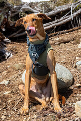 Dog Resting while hiking with tongue out