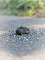 Mouse looking for food on concrete walkway