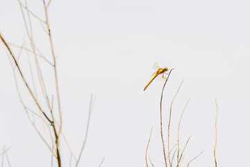 Yellow dragonfly resting on thin beach in sun