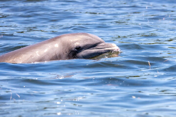 Hunting bottlenose dolphin breaches