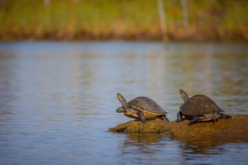 Two turtles in the morning sun