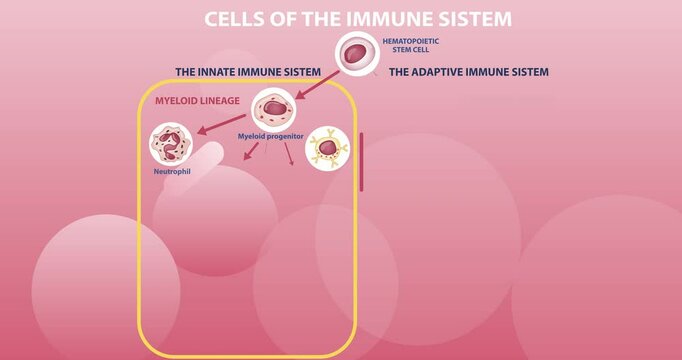 Scheme of appearance of immune system cells. Moving banner or educational medical infographic with the difference between innate and acquired immunity. Cell division. Flat graphic animated cartoon