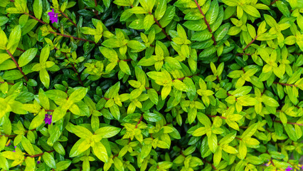 A dense, vibrant carpet of bright green leaves with hints of purple flowers