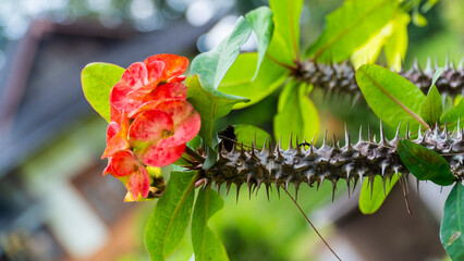 A striking close-up of a thorny branch with vibrant red Crown of Thorns flowers