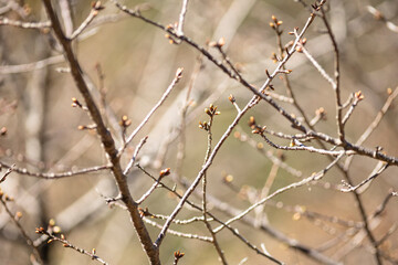 河津桜の蕾