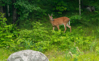 Doe a Deer a White Tailed Deer