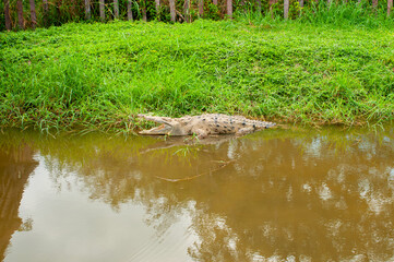 Coastal crocodile, with its mouth open to regulate its temperature.
