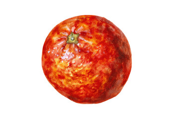 Fototapeta premium Blood Orange Whole Fruit Detailed Transparent