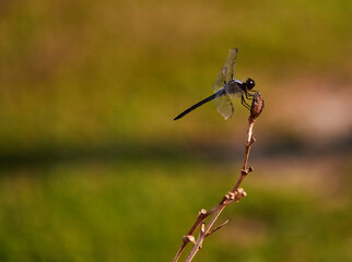 The blue dasher (Pachydiplax longipennis) is an insect of the skimmer family!