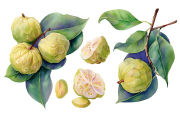 Naklejka premium Cherimoya Flat-Lay Spread Transparent Background