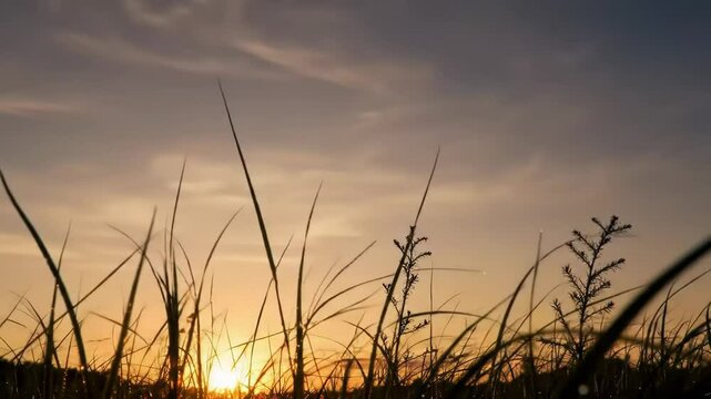 Silhouette grass in field with beautiful sunset sky.
