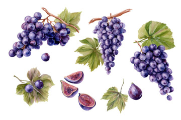 Obraz premium Grape flat-lay spread over clear background