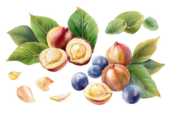 Hand-painted medlar scatter isolated on transparent background ideal for cozy autumn menu art