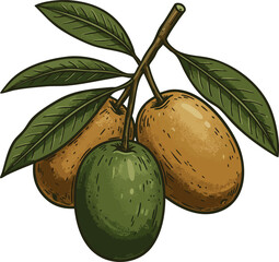 Obraz premium Fresh green and ripe loquat fruits with leaves on branch natural vector illustration